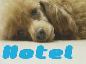 PET HOTEL